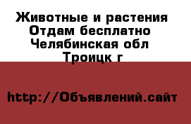 Животные и растения Отдам бесплатно. Челябинская обл.,Троицк г.